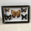 Framed Butterfly Artwork - DECOR MODISH
